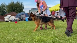 9 ОП Голденшлёсс ГРАФ №15. Главная выставка немецких овчарок России 2025