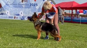 3 ОП Ирендорф БЬЯНКА №120. Главная выставка немецких овчарок России 2025