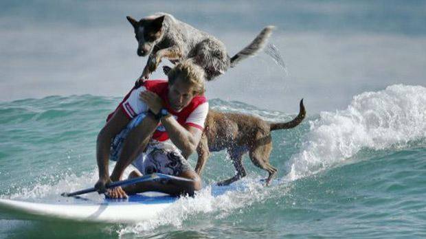 Серфер и его собаки смотреть онлайн