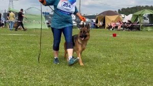 5 Оч/хор Зависть Богов РУНА №204. Главная выставка немецких овчарок России 2025