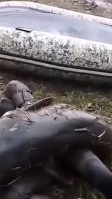 1000025810.mp4 смотреть онлайн