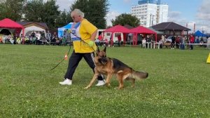 1 О/Отл. ПК О'ФЭЛИЧИТА из Белого Яра +++ №220. Главная выставка немецких овчарок России 2025