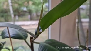 Цветы на кухне, смотрим под чай-кофеёк ☕️