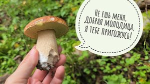 Прогулка по лесу за грибами. Первые в этом сезоне белые, подосиновики. Кучи лисичек!