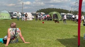 ПОДРОСТКИ СУКИ / Главная выставка немецких овчарок России 2025