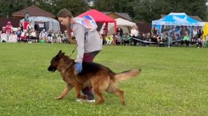 3 О/Отл. КЧК De Orse Mak Flai HARD-ROCK +++ №75. Главная выставка немецких овчарок России 2025