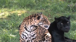 Две немецкие овчарки вырастили Тигренка, КОТОРЫЙ ДУМА