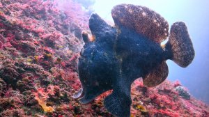 Черные Камни