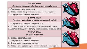 Видео-лекция №11.2 Сердечная деятельность