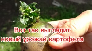 Выкапываем картошку у тёщи. Небывалый урожай, но из-за влаги появились новые ростки.