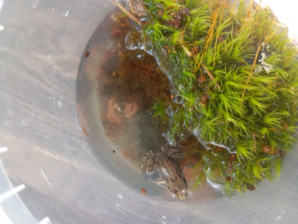 лягушки смотреть онлайн