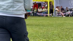 1 Оч/хор ЮПК Ирендорф ЭНРИКО №269. Главная выставка немецких овчарок России 2025