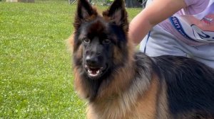 1 Хор. Made In Rossia HARLEY №270. Главная выставка немецких овчарок России 2025