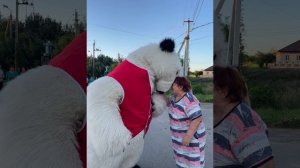 Этот клип начинается с конца праздника.Белый мишка 004 на радость Людям