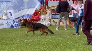 ВЕТЕРАНЫ КОБЕЛИ / Главная выставка немецких овчарок России 2025