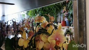 Новые цветы в Орхидее/19.08.25/