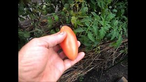 Помидоры СЕВЕРНАЯ КРАСАВИЦА