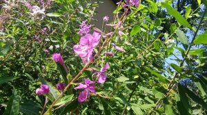 прогулка с пчелами по поляне ромашек , пчелы, шмели, ЦВЕТЫ- симметрии красоты- жизнь ПЧЕЛЫ -дорога ц