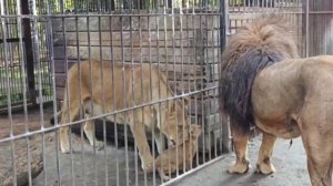 Утро в семействе львов в Барнаульском зоопарке