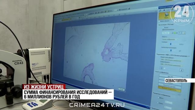 Севастопольские учёные борются с глобальной проблемой высокой смертности моллюсков