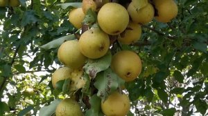 Правда это груша