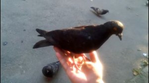 ручной голубь 🕊️🕊️🕊️🕊️🕊️🕊️