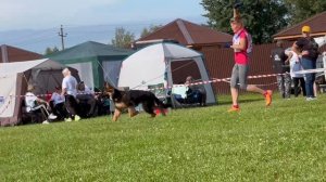 БЕБИ СУКИ ДШ / Главная выставка немецких овчарок России 2025