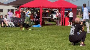 БЕБИ СУКИ ДШ / Главная выставка немецких овчарок России 2025