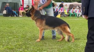 15 Отл. BLAD v. Olster Hof +++ №97. Главная выставка немецких овчарок России 2025