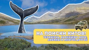 На поиски китов! Териберка, киты, Баренцево море и Хибины!