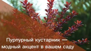 Таймлапс: пурпурный кустарник — от первых всходов до яркой листвы!