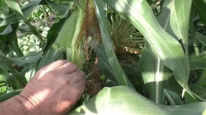 Кукуруза ЦАРЕВИЦА и ТРОЙНАЯ СЛАДОСТЬ.