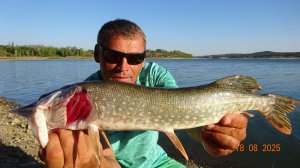 КЛЁВ ЛОВИМ СУДАК ЩУКА.НА ЖИВЦА.