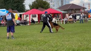 Goldene Bienenstock PAVLA - №347. Главная выставка немецких овчарок России 2025