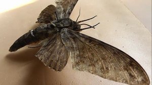 БРАЖНИКИ: 498. Macropoliana buchholzi