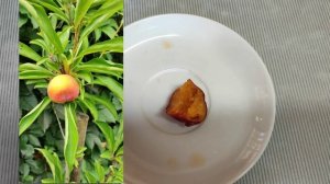 Тестируем шарафугу!