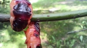 Аквапарк/стоимость за забором/ищем палочку