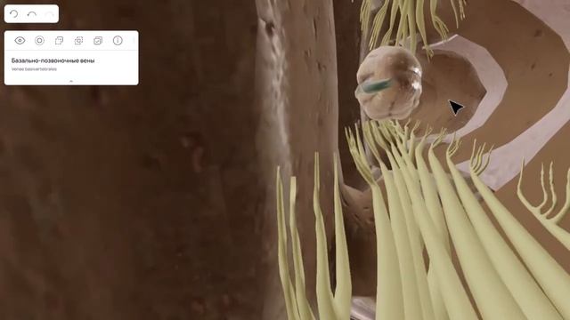 Почему возникают грыжи в позвоночнике и как их правильно лечить смотреть онлайн