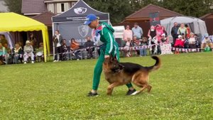 5 О/Отл. КЧК Зависть Богов ИМПЕРАТОР +++ №94. Главная выставка немецких овчарок России 2025