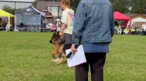 2 Оч/хор HOUP 2 v. Mair Hof +0+ №237. Главная выставка немецких овчарок России 2025