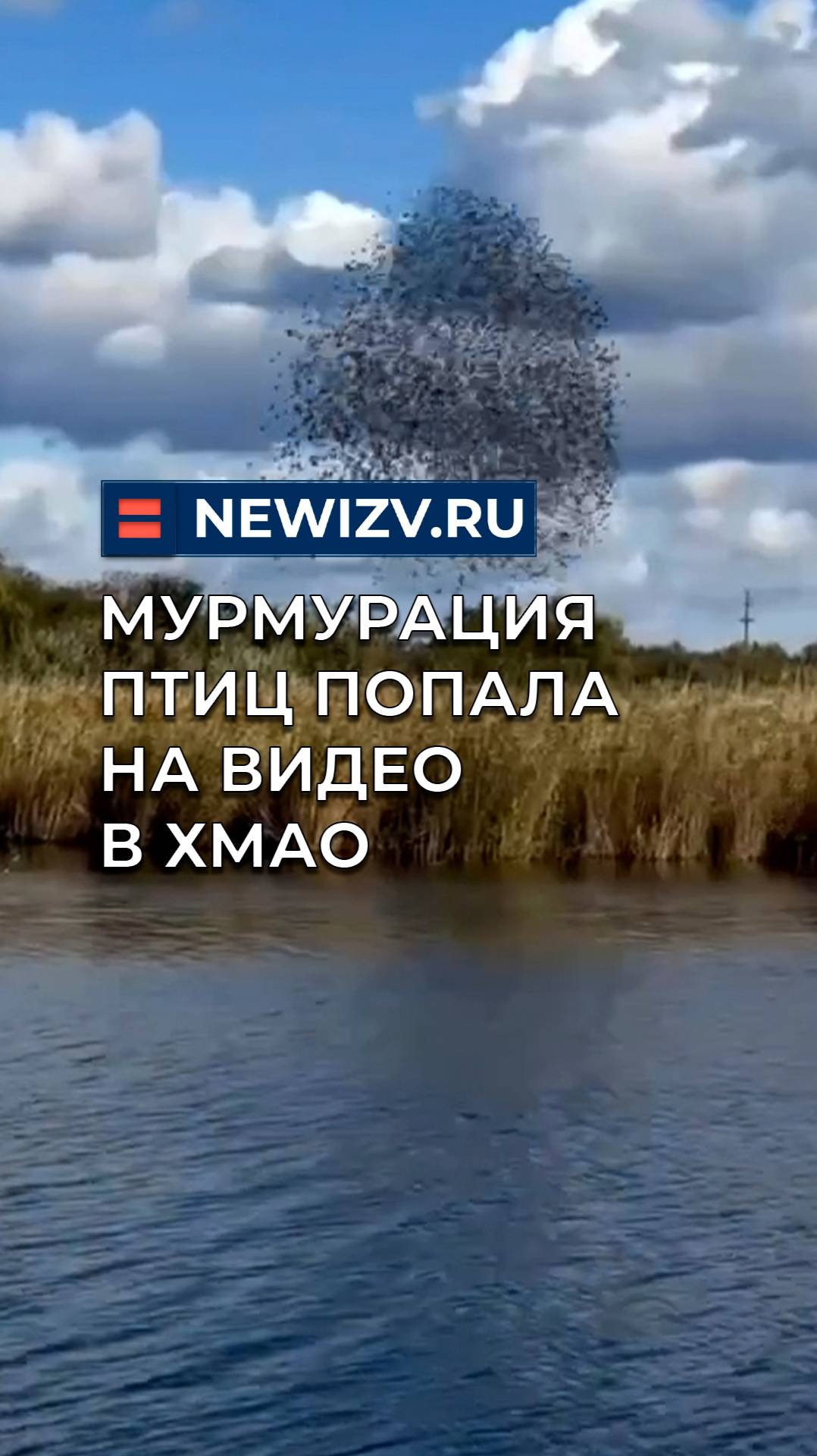 Мурмурация птиц попала на видео в Ханты-Мансийском Автономном Округе