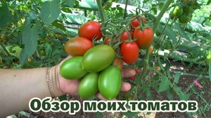 Мои томаты. Обзор 4