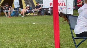 ПАСТУШИЙ СУКИ ДШ / Главная выставка немецких овчарок России 2025