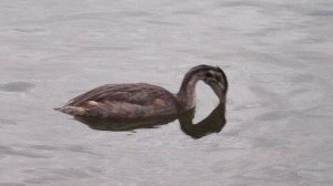 Птица-поганка чомга - необычный вид птиц в Парке Победы (город Санкт-Петербург) август 2025 года