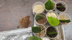 В каком грунте лучше всего укоренять замиокулькас