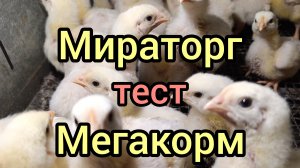 Вес бройлеров кобб-500 (Россия) в 14 дней.