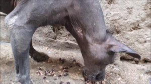 2024-08-09 КУБА: ГАВАНА и ШОУ ТРОПИКАНА