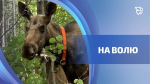 Лосиху, пострадавшую в лесных пожарах, выходили, вырастили и отпустили на волю