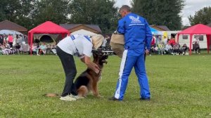 6 Отл. ДЖЕССИКА из Белого Яра +++ №346. Главная выставка немецких овчарок России 2025