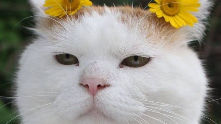 КотикИ смотреть онлайн